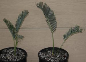 seedlings 009.JPG